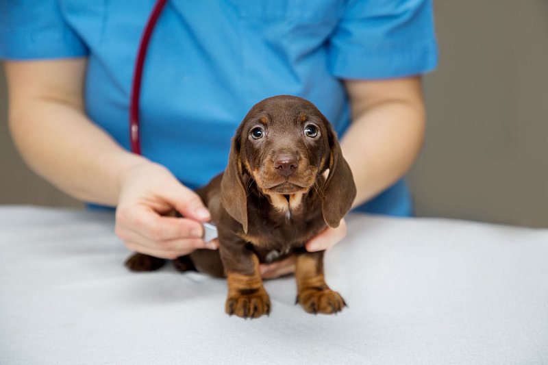 Puppy health care