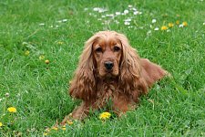 How should I choose a dog?