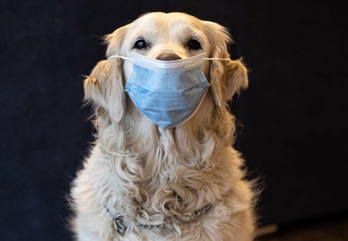 Dogs for those with allergies