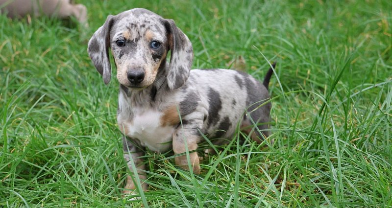Dachshund puppies for sale