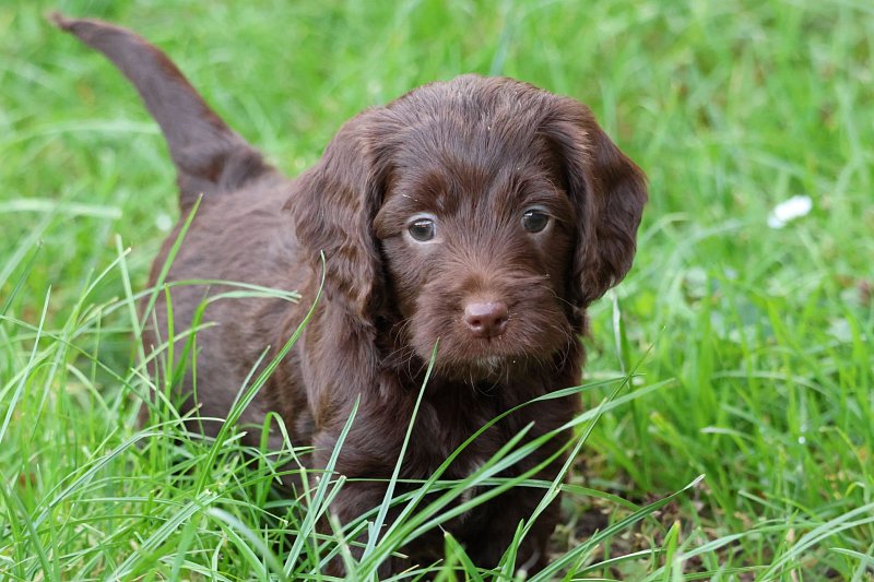 Cockapoo puppies for sale