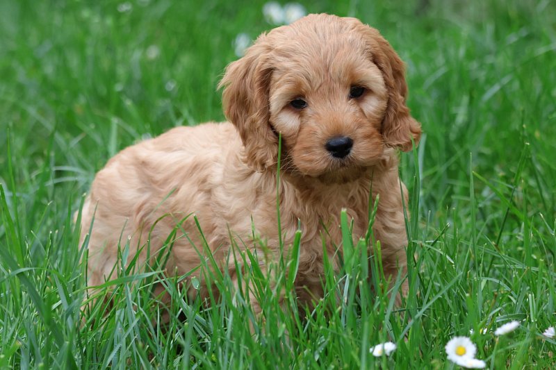 Cavapoo puppies for sale