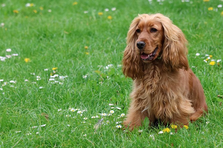 Searching for a puppy