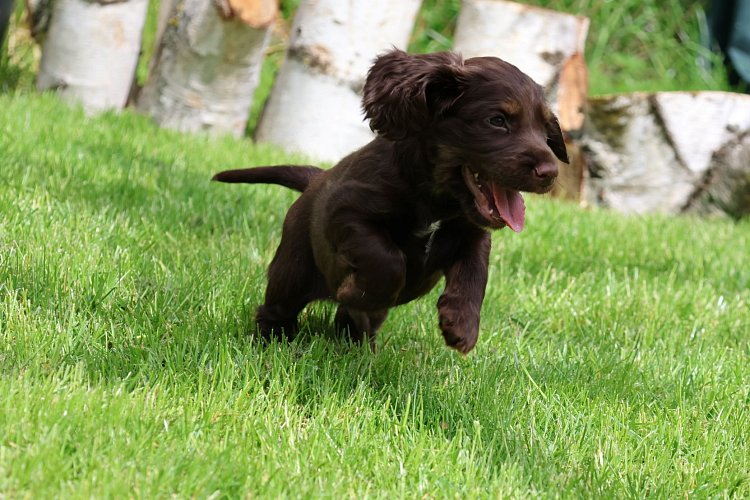 Waiting for your puppy