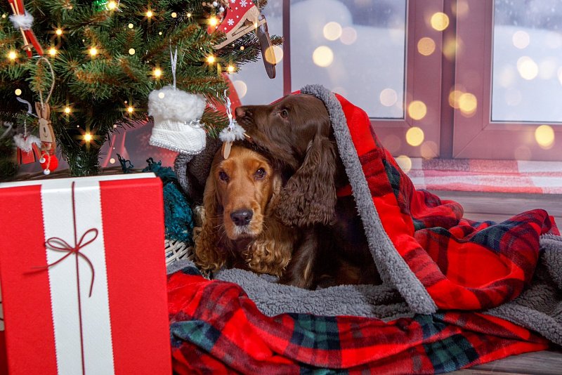 Puppies in new homes