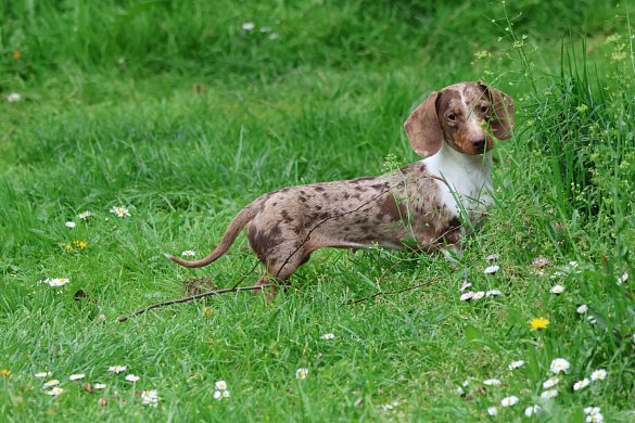 Character of the dachshund