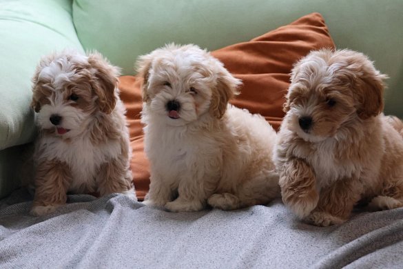 Character of the Maltipoo