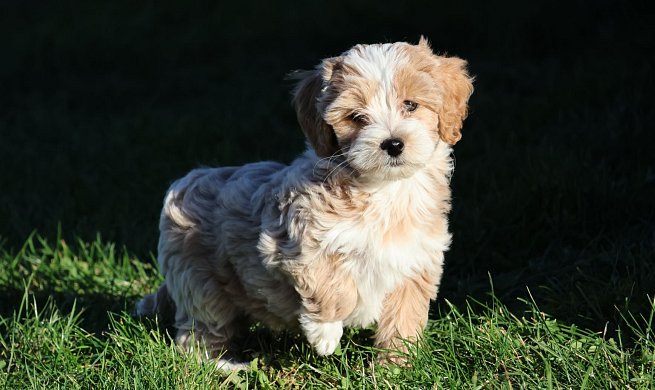 About the Maltipoo