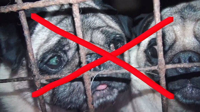 We do not approve puppy mills