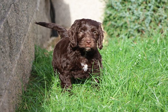 Character of the Cockapoo