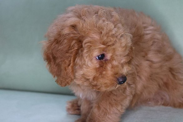 About the Cavapoo