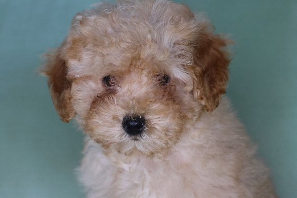 Character of the Cavapoo