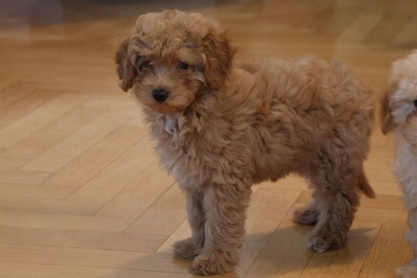 Types of Cavapoo