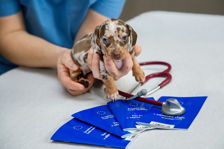 Transporting your puppy