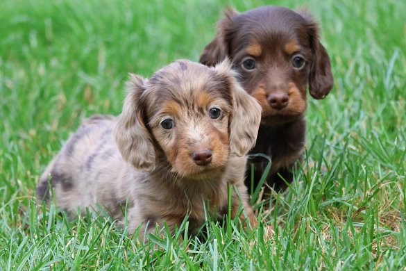 Types of dachshunds