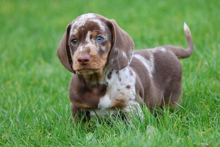 Arrival at the new home
