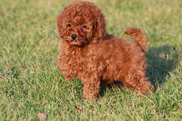 We offer typically beautiful dog individuals