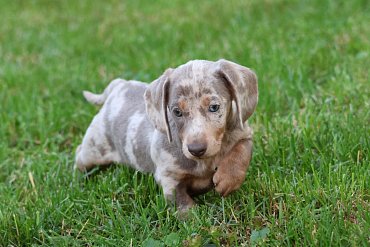 Dachshund