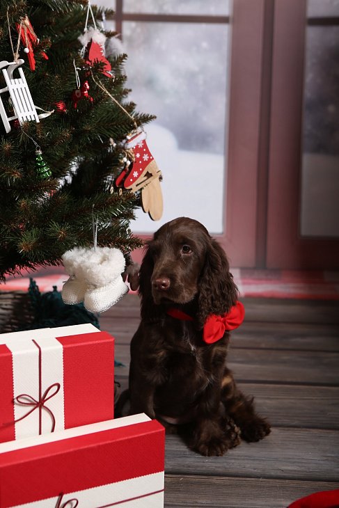 Puppies in new homes