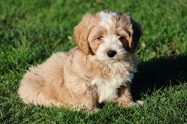 Maltipoo