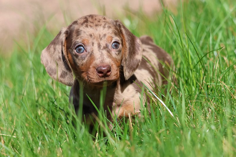 Dachshund