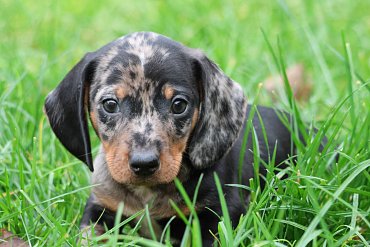 Dachshund Short-Haired Black Merle B 1