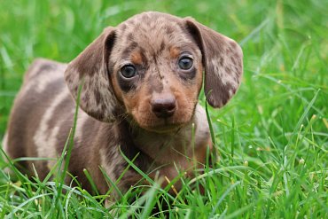 Dachshund Short-Haired Chocolate Merle B 5