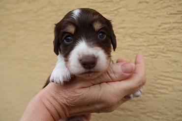 Dachshund Long-Haired Chocolate Piebald C 3