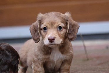 Dachshund Long-Haired Red-Chocolate C 4