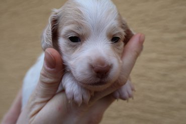 Miniature Dachshund Long-Haired Cream Piebald E 1
