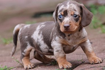 Dachshund Short-Haired Chocolate Merle F 2