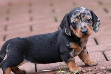 Dachshund Short-Haired Black Merle F 3