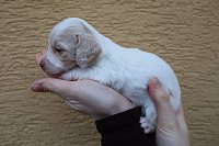 2-Cream-piebald-holka-dlouho-1200EUR.JPG.jpeg
