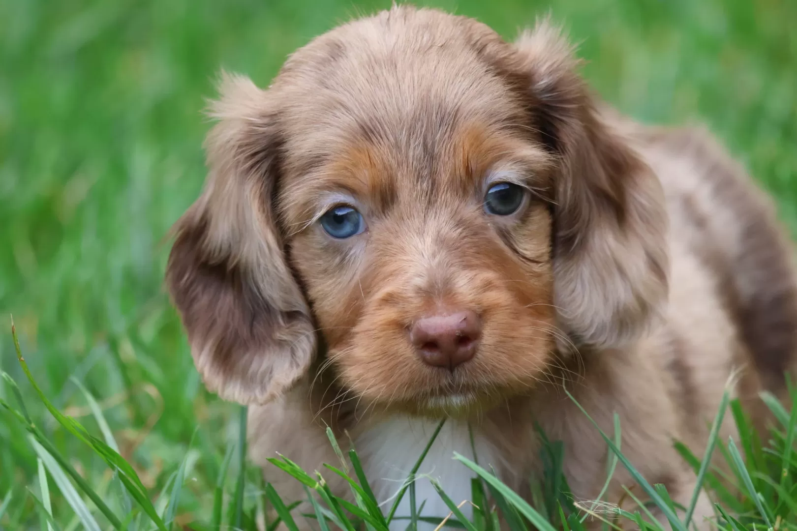 Find the puppy of your dreams